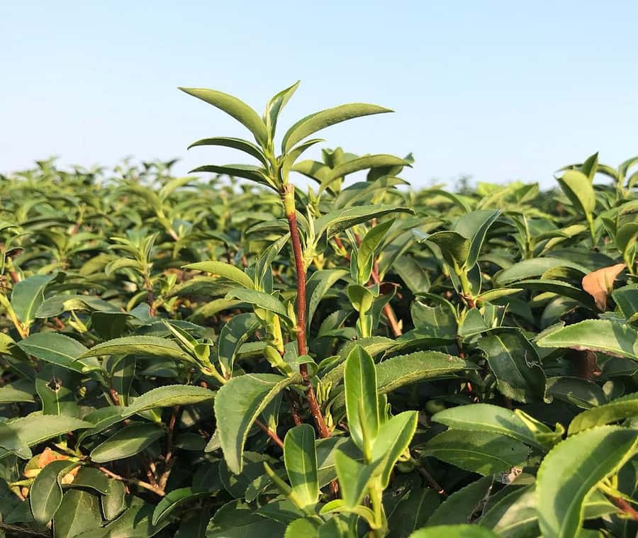 Explorer Border road and Nature ( Tea and Coffee ) - A full day from tea country to the Golden Triangle