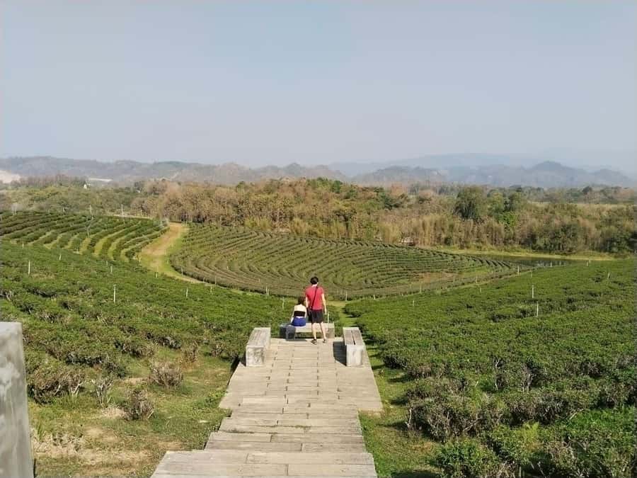 Explorer Border road and Nature ( Tea and Coffee ) - What the $144 group price really buys