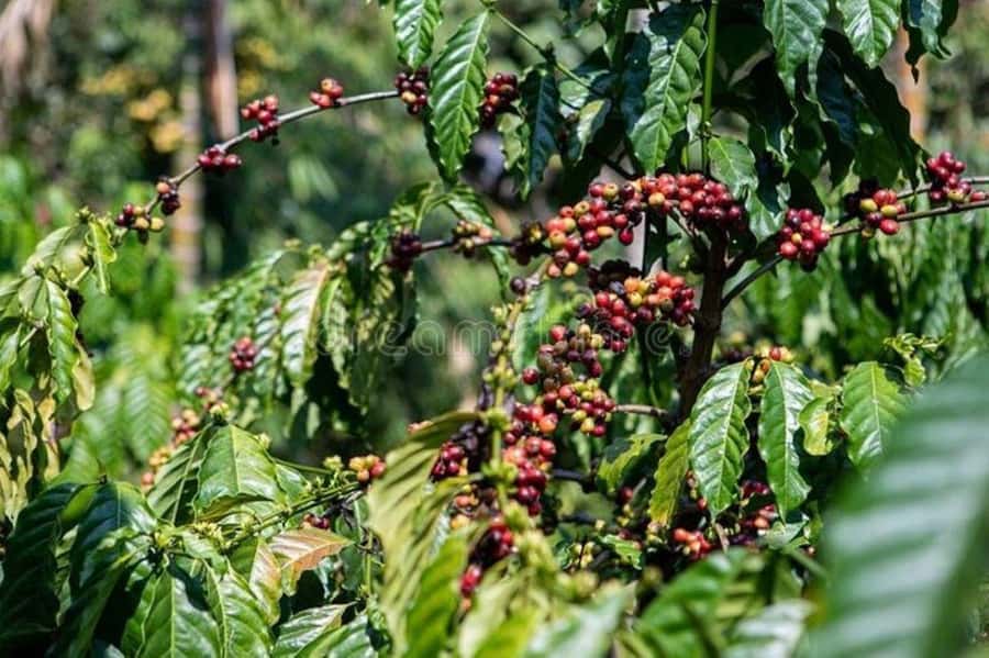 Fairview Coffee Estate Tour From Nairobi - Should you book the Fairview Coffee Estate Tour?