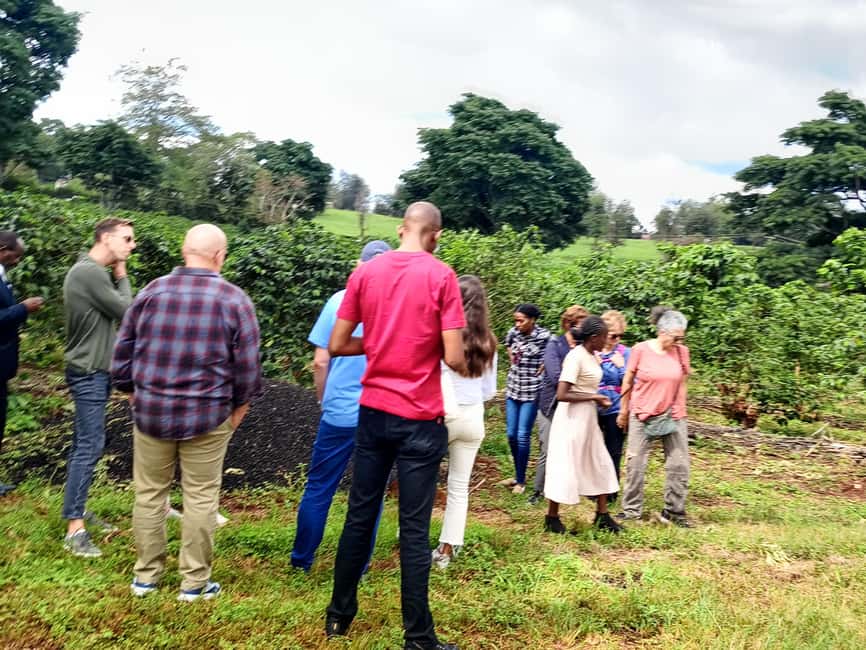 FAIRVIEW COFFEE FARM DAY TOUR - A short ride from Nairobi to Fairview Estate