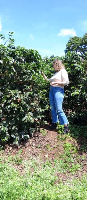 FAIRVIEW COFFEE FARM DAY TOUR - The testing room and the final cup