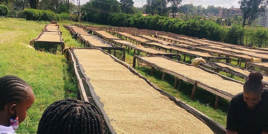 Fairview Coffee Farm Day Tour in Nairobi with Pickup - Pickup, transport, and the shape of the day