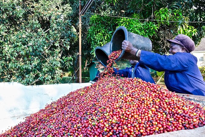Fairview Estate Coffee Farm Tour With Pick up - Key points to know before booking