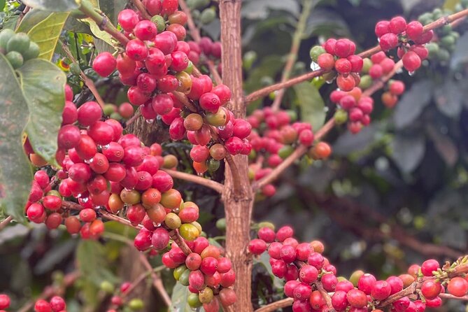 Fairview Estate Coffee Farm Tour With Pick up - Fresh coffee and snacks at the end