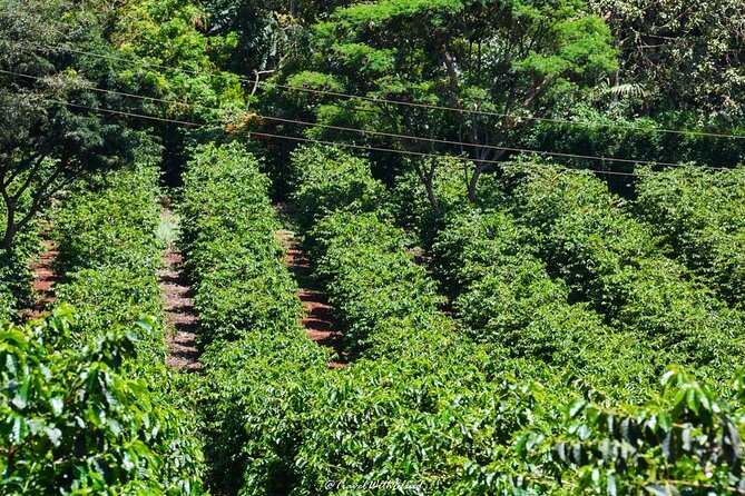 Fairview Estate Coffee Farm Tour With Pick up - Who will enjoy this coffee tour?