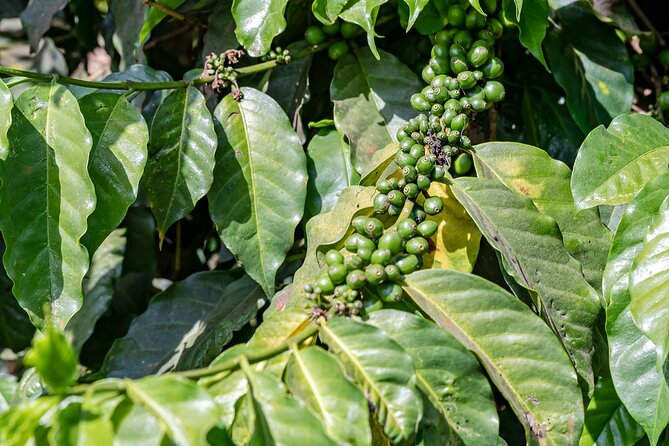 Fairview Estate Coffee Farm Tour With Pick up - Walking through the coffee-growing process