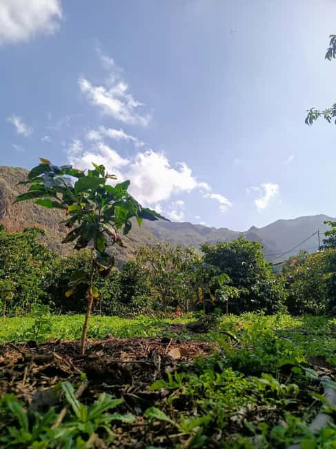 Finca Los Castaños: Agaete Valley Coffee Tour & Tasting - Coffee grown in Europe’s warmest corner
