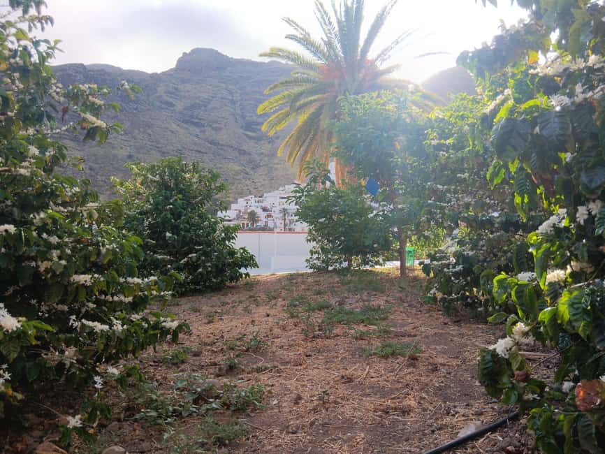 Finca Los Castaños: Agaete Valley Coffee Tour & Tasting - More than a coffee plantation