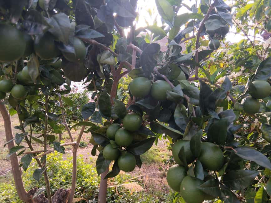 Finca Los Castaños: Agaete Valley Coffee Tour & Tasting - The coffee tasting at the end