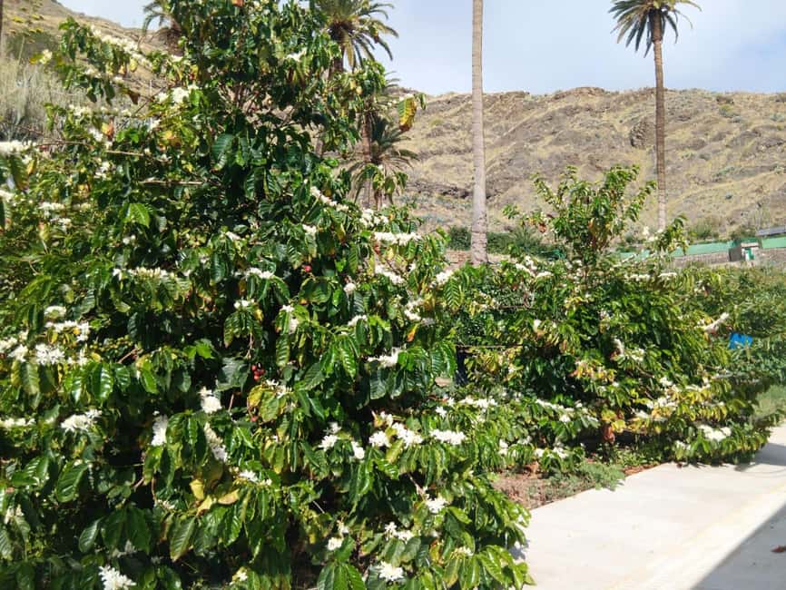 Finca Los Castaños: Agaete Valley Coffee Tour & Tasting - Who should book this experience?