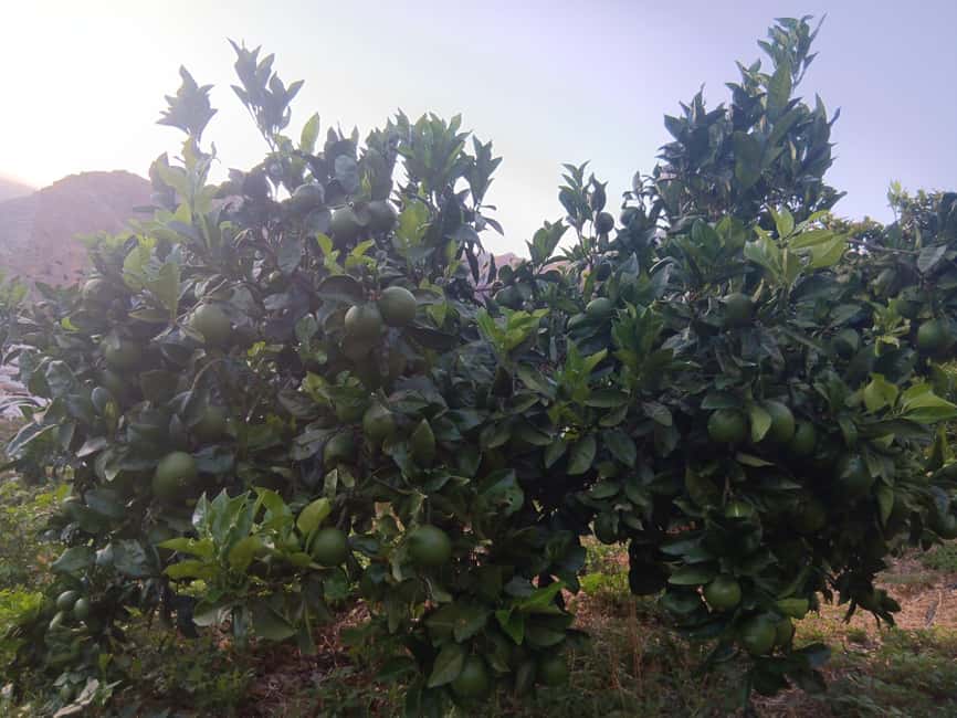 Finca Los Castaños: Agaete Valley Coffee Tour & Tasting - Practical details that matter