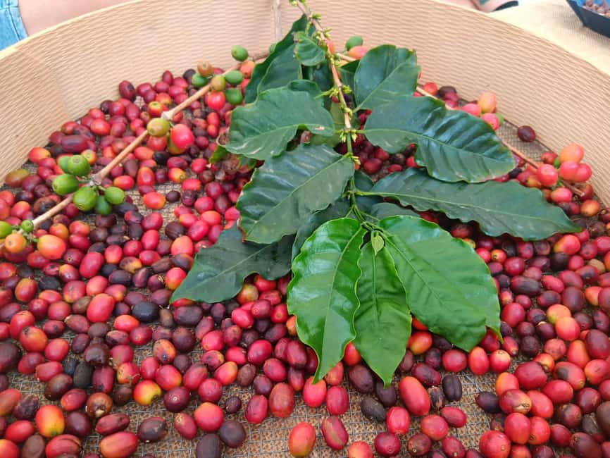 Finca Los Castaños: Agaete Valley Coffee Tour & Tasting - Starting at the finca