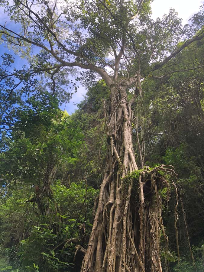 From Arusha: Coffee Farm and Mangalia Waterfalls Tour - Walking to Mangalia Waterfalls