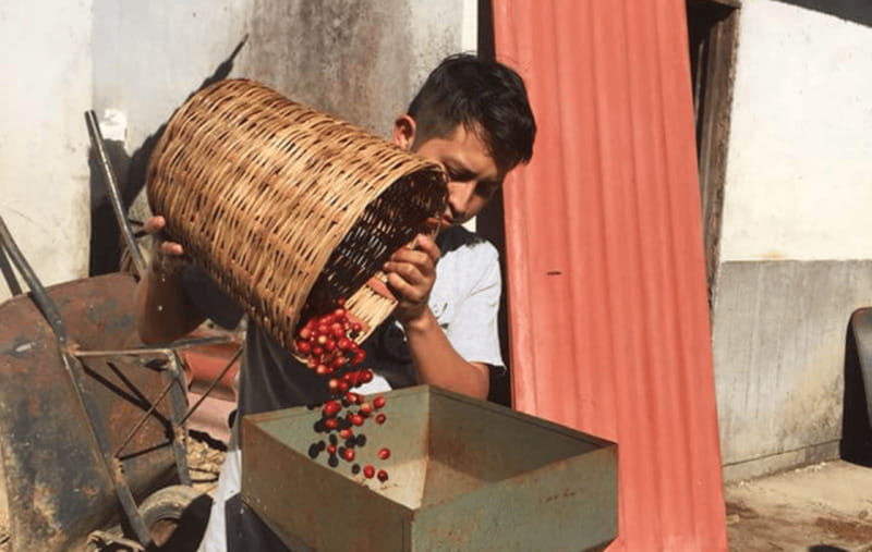 From Huatulco: Coffee and Mezcal Tour - From Huatulco’s coast to Pluma Hidalgo’s coffee hills