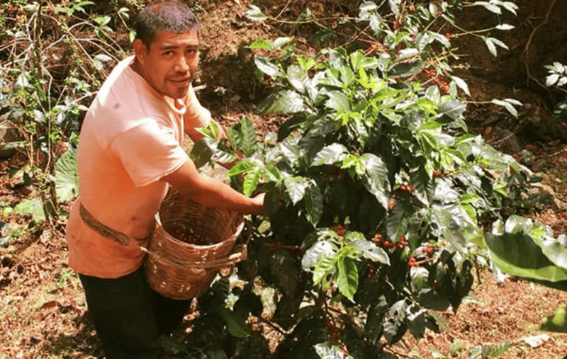 From Huatulco: Coffee and Mezcal Tour - The farm meal costs extra but may be worth it