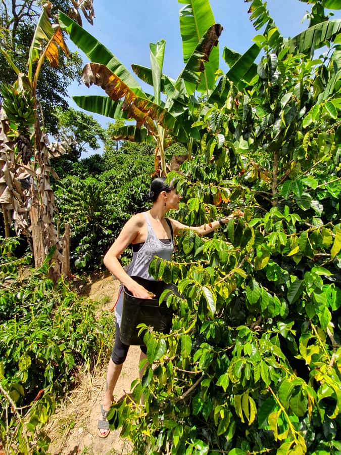 From Medellin: Private Envigado Coffee Tour with Tastings - Mountain views, flowers, and a close look at Antioquia