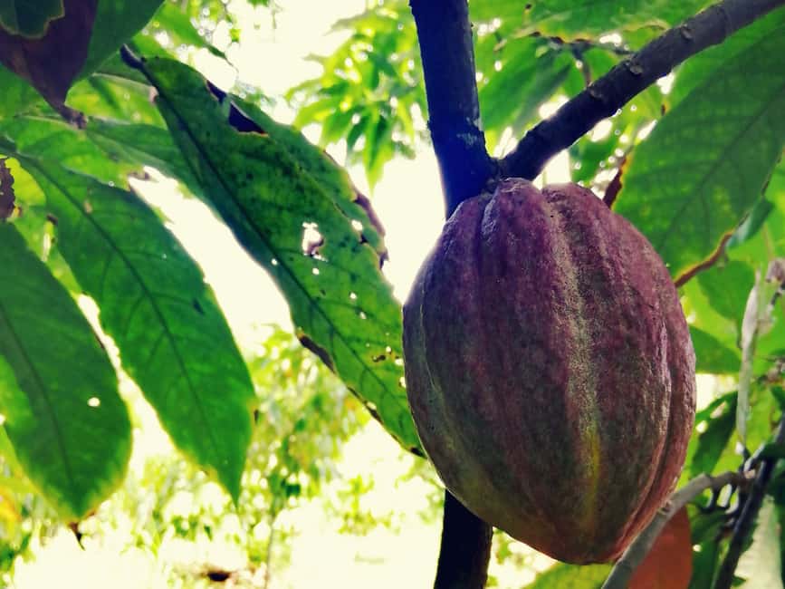 From Puerto Plata Priv: Cocoa, Coffee, Cigars & Local Market - Santiago’s market, herbs, and everyday commerce