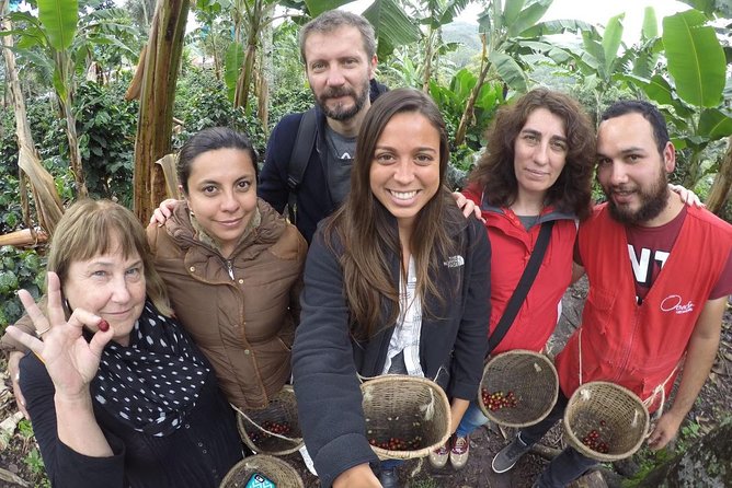 Full-Day Private Coffee Tour in Cocora Valley and Salento - Why Cocora Valley is worth the early start