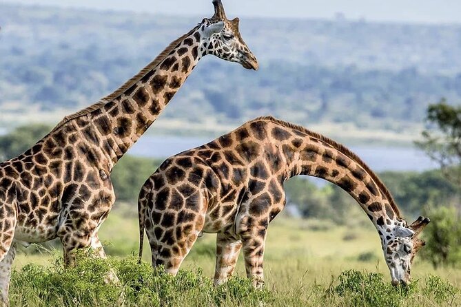 Full Day Shared Akagera Safari Tour with Lunch and Coffee - A 5:00 am start from Kigali