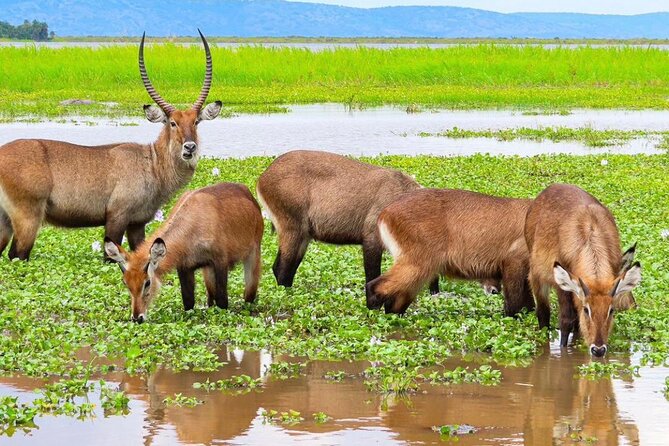 Full Day Shared Akagera Safari Tour with Lunch and Coffee - Six hours of wildlife watching in Akagera