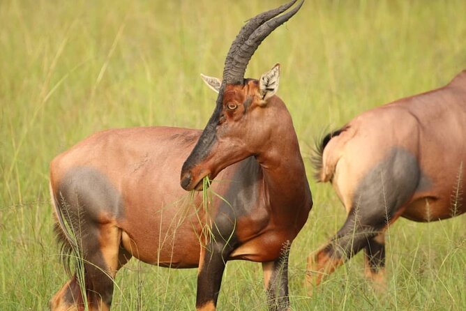 Full Day Shared Akagera Safari Tour with Lunch and Coffee - The ride back to Kigali