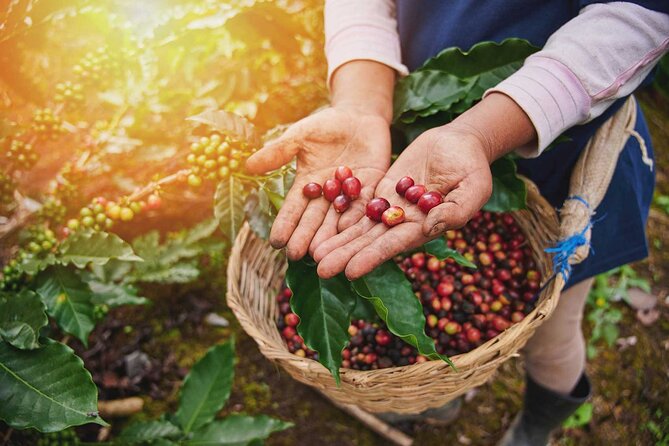 Full-Day Tour Llano Grande Waterfalls and Coffee Plantation in Huatulco! - Is $100 a fair price?