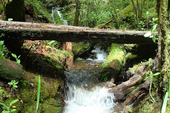 Full-Day Tour Llano Grande Waterfalls and Coffee Plantation in Huatulco! - A coffee farm, lunch, and regional plants