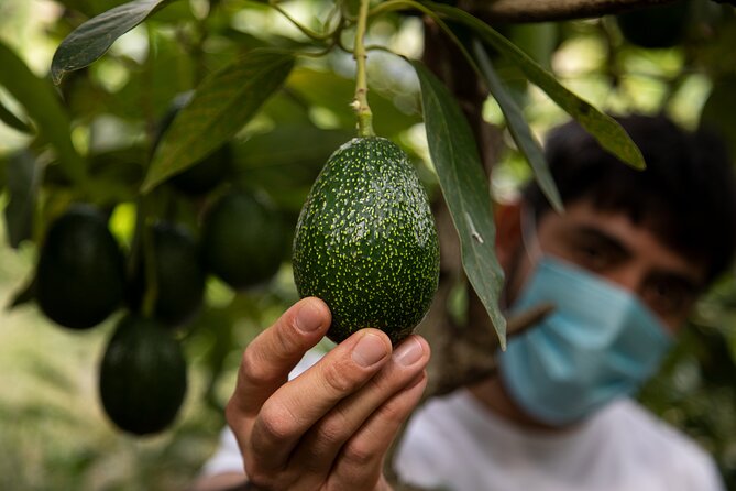 Guided Tour to the only coffee farm in Europe - Key points to know before you go