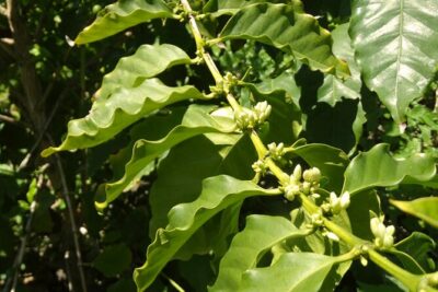Guided Tour to the only coffee farm in Europe
