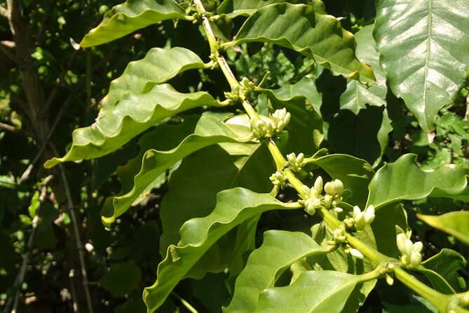 Guided Tour to the only coffee farm in Europe - The coffee section is small but unusual