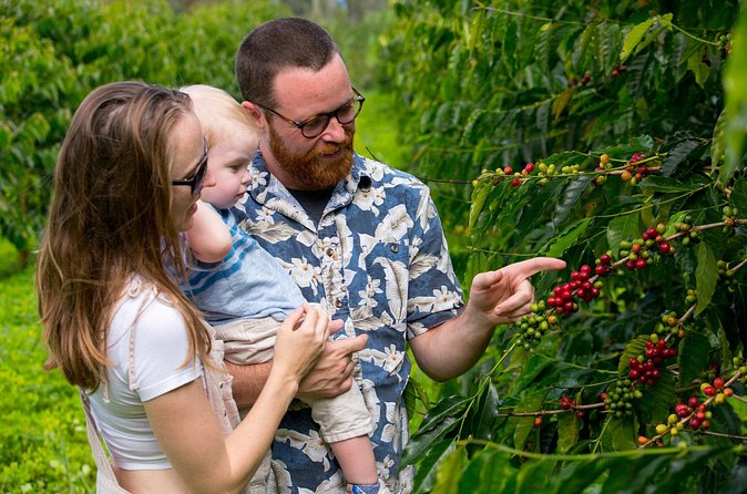 Hala Tree Coffee Farm Tour - Why the $10 price is such good value