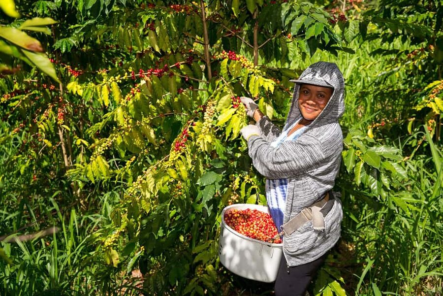 Hawaii: Hala Tree Coffee Farm Tour and Tasting - A small farm visit with a family feel