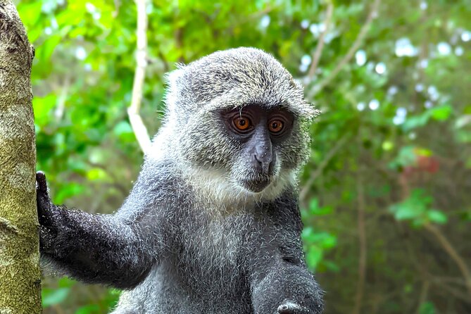 Hidden Arusha Waterfall, Coffee & Village Tour (All-Inclusive) - Village life, food forests, and practical sustainability