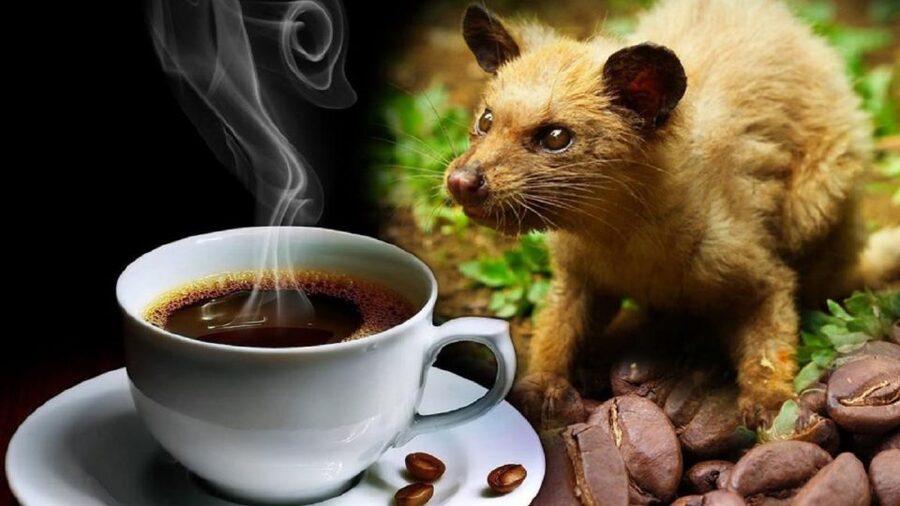 Hoi An: Vietnamese Coffee Culture and Coffee Making Class - Timing, caffeine, and practical details