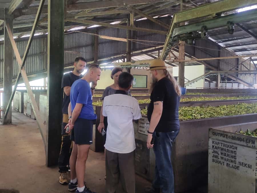Jakarta :Volcano, HotSpring, Tea Factory, RiceField, &Coffee - Luwak coffee at Cikole