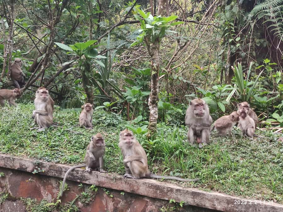 Jakarta :Volcano, HotSpring, Tea Factory, RiceField, &Coffee - What the guides add to the day