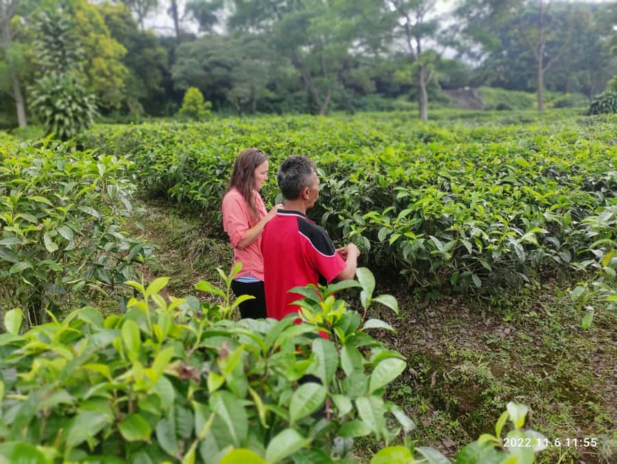 Jakarta :Volcano, HotSpring, Tea Factory, RiceField, &Coffee - Is this Jakarta day trip right for you?