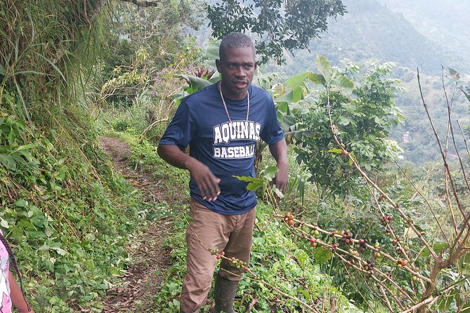 Jamaica Blue Mountain Coffee Tour and sightseeing experience - Key points at a glance