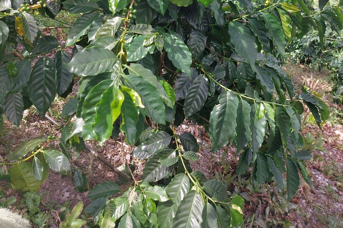 Jamaica Blue Mountain Coffee Tour and sightseeing experience - Why Blue Mountain coffee is worth the trip