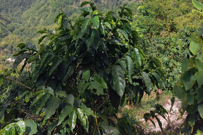 Jamaica Blue Mountain Coffee Tour and sightseeing experience - The steep section and what to wear