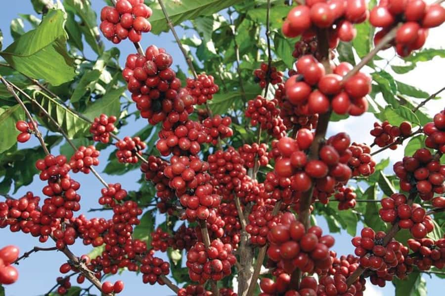 Jardín: Horseback Ride with Coffee Villa and Waterfall - A Paisa lunch with mountain views
