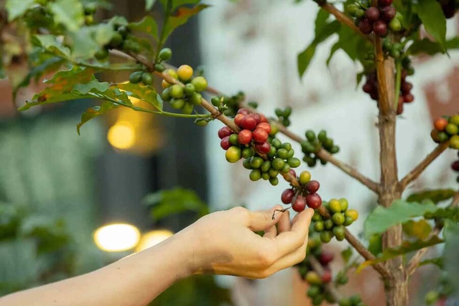 Kigali: Traditional Coffee Experience ( Bean to Brew) - Comparing traditional and modern roasting