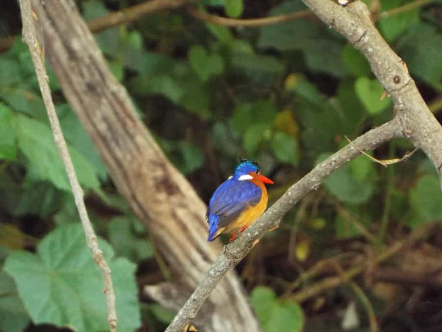 Kilimanjaro: Maasai Village Visit, Waterfalls, & Coffee Tour - Who should book this Kilimanjaro day?