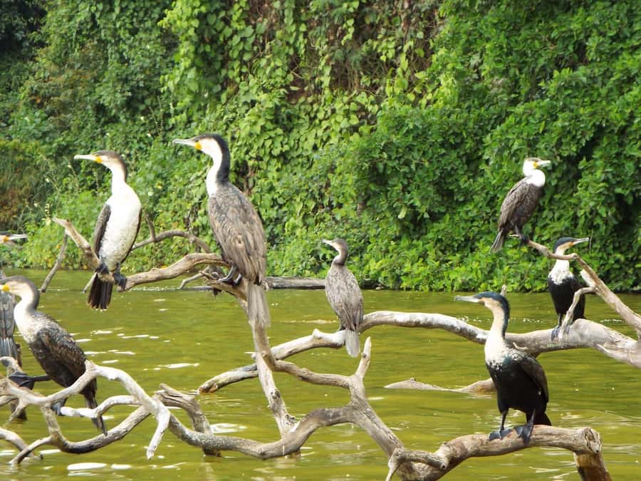 Kilimanjaro: Village Walk, Coffee Tour, Waterfall, and Lunch - Who will get the most from this day?