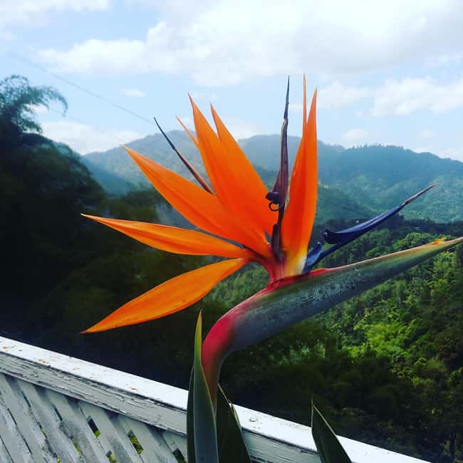 Kingston Blue Mountains Tour with Coffee Tasting - What you learn before the tasting