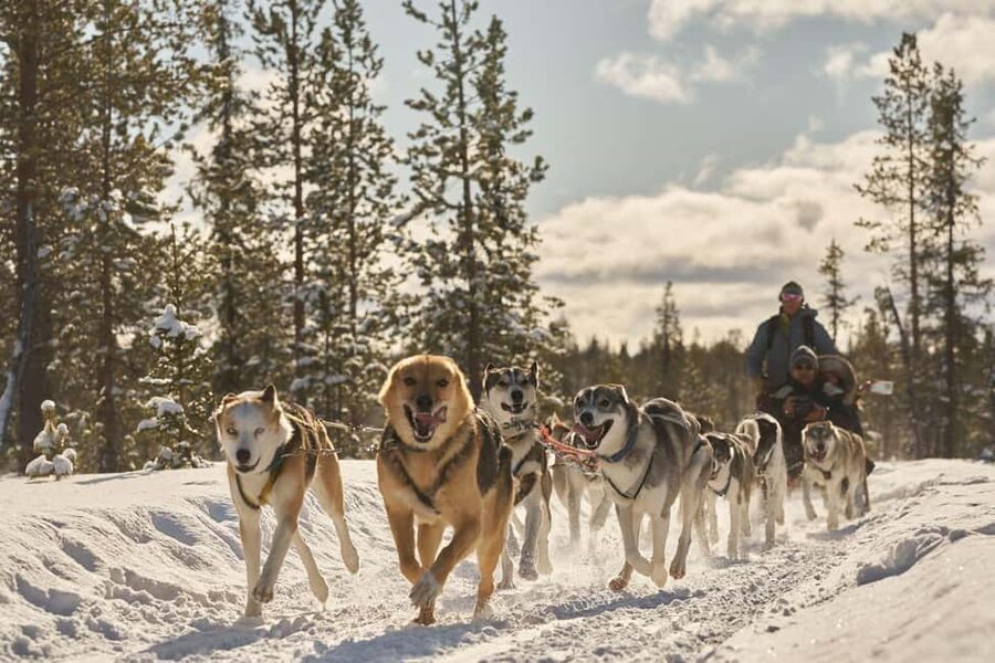 Kiruna: Family-friendly Short Husky Tour with Coffee - Key points to know before booking