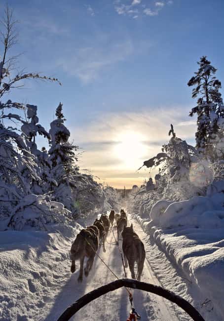 Kiruna: Family-friendly Short Husky Tour with Coffee - A short sleigh ride with a real Arctic feel
