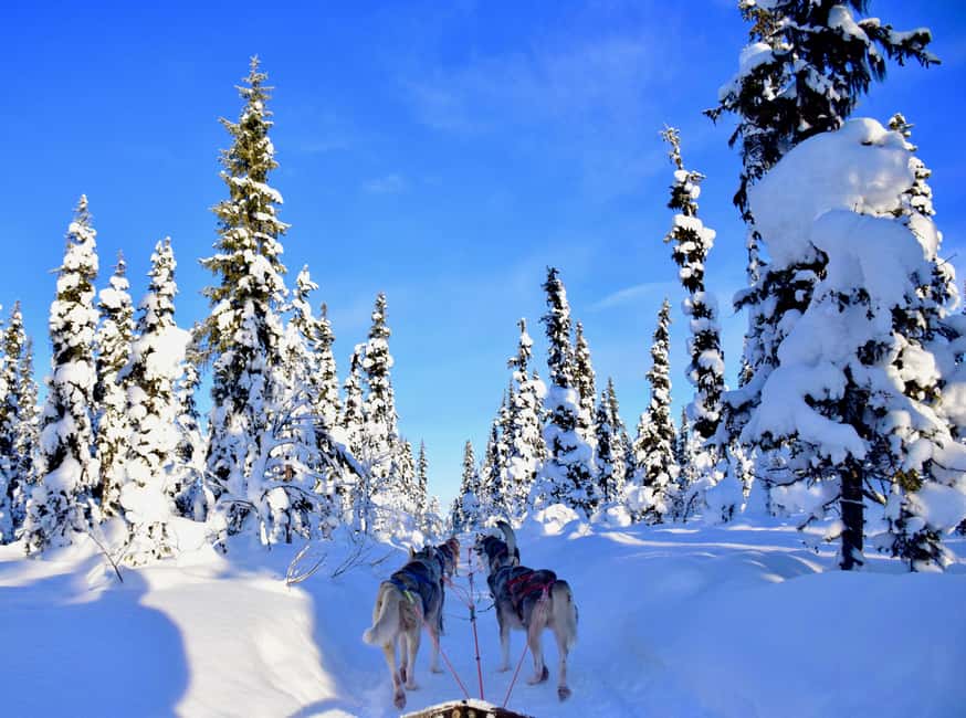 Kiruna: Family-friendly Short Husky Tour with Coffee - What the forest ride feels like