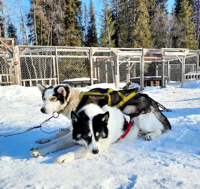 Kiruna: Family-friendly Short Husky Tour with Coffee - Who should book this husky tour?