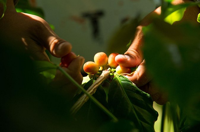Kona Coffee Tasting: A Farm to Cup Experience - Small details that improve the experience